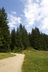 Obraz premium a dirt track to a forest through meadows