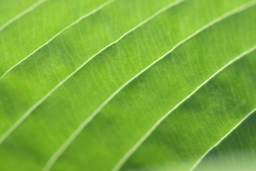 Fototapeta na wymiar Leaf background