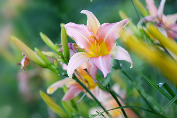 Pink Lily flower