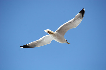 seagull