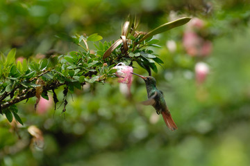 Colibri