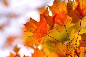 Fototapeta na wymiar Colorful maple leaves