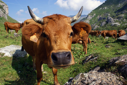 tarentaise