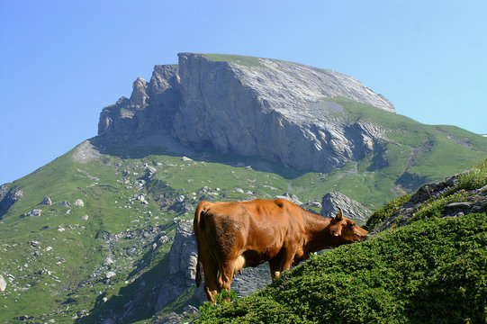 tarine