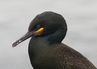 Close-up portrait of a Shag