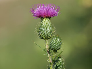 Distel