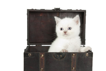 british white short-hair kitten