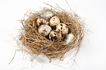 Naklejka na ściany i meble motley eggs at nest