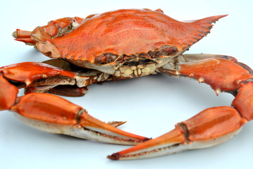 Red Crab Isolated on White