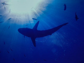 Obraz premium Shark swim in blue sea with sun rays and bubbles