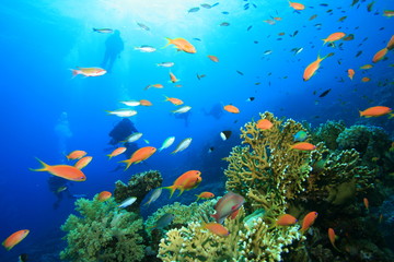 Naklejka na ściany i meble Scuba Diving on a coral reef