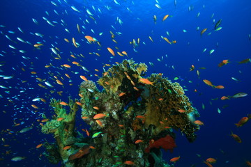 Fototapeta na wymiar Fish and Coral