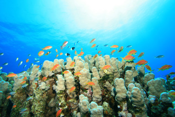 Obraz na płótnie Canvas Fish and Coral