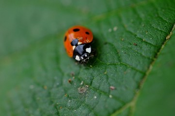 Macro coccinelle