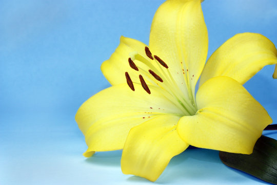 Beautiful yellow lily on blue background
