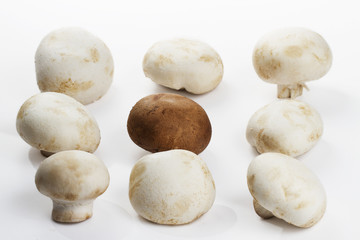Fototapeta premium ein brauner und acht weisse champignons