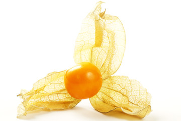 nahaufnahme einer physalis