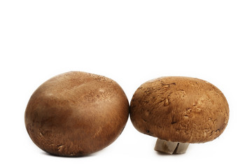 Fototapeta premium zwei braune champignons auf weissem hintergrund