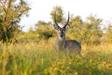 Waterbuck