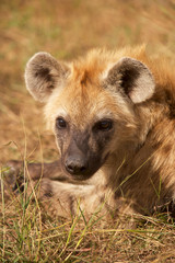 Hyaena Portrait