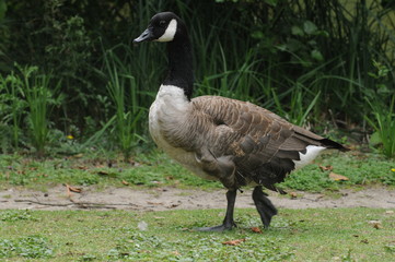 Wildgänse