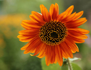 Decorate orange sunflower
