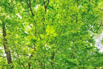 Obraz premium 新緑