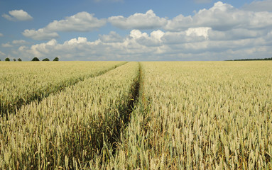 Swedish wheat meadow in summer light