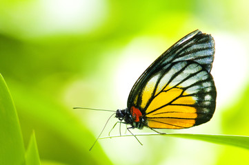Butterfly © WONG SZE FEI