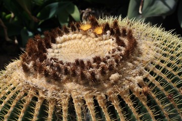 Kaktus Schwiegermutter