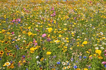 bunte Blumenwiese