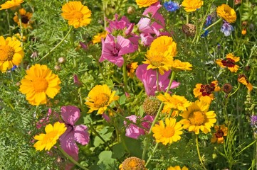 bunte Blumenwiese
