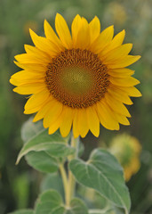 Beautiful sunflower in a field.
