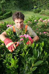 le jardinier paysagiste taille un rosier buisson
