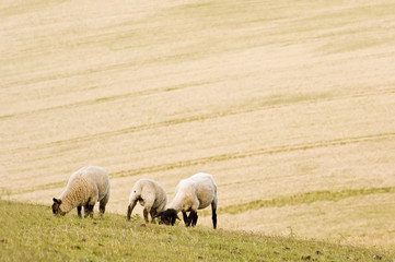Fototapeta premium Ditchling Beacon Landscape
