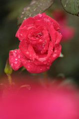 水滴の付いたバラ