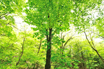 仰ぎ見る新緑
