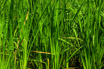 A plants growing in a bog, auxiliary view