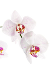 Naklejka na ściany i meble white orchid isolated