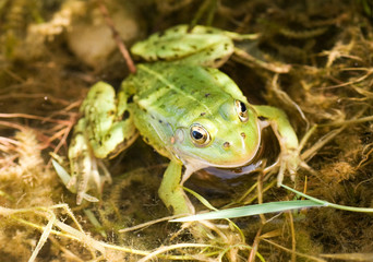 green frog in a water, awaiting  insects
