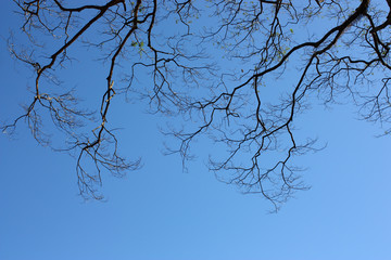Big tree branches silhouette on clear blue sky