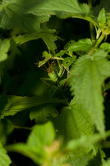 Grasshopper hidden between nettle leaf