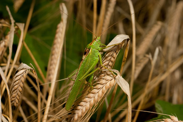 Grasshopper on wheat