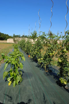 jardin potager sur b&acirc;che