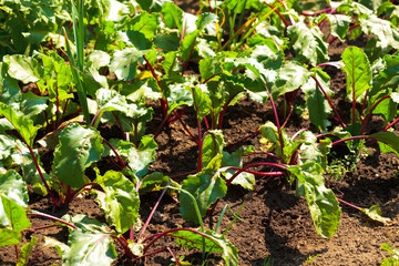 Red beetroot in the garden on the sunny day