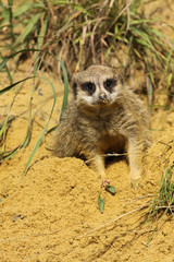 Meerkat