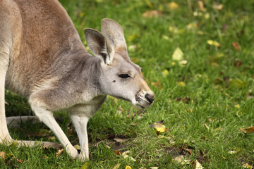 Kangaroo