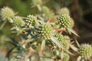 Fototapeta premium Chardon fleur