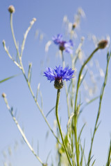 Cornflower
