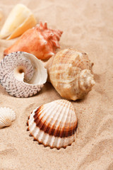 Obraz na płótnie Canvas shells on the beach